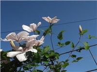 0cd6831c-Picture 006.jpg